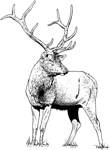 Gorgeous Elk Deer Coloring Page